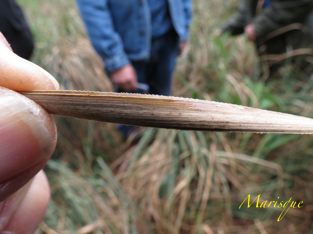 Cladium mariscus 4040t